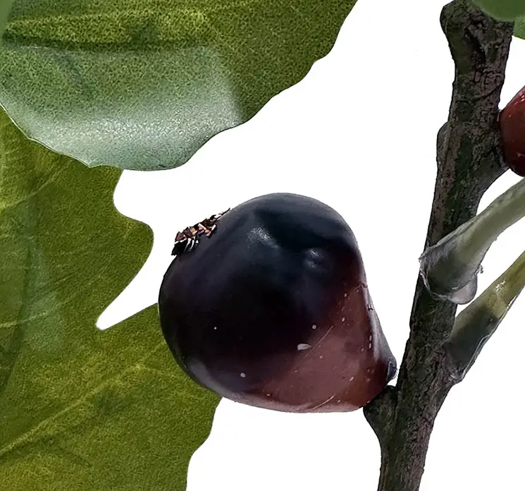 Figen træ med figner kunstig af plast i grøn sat i sort potte 30cm closeup
