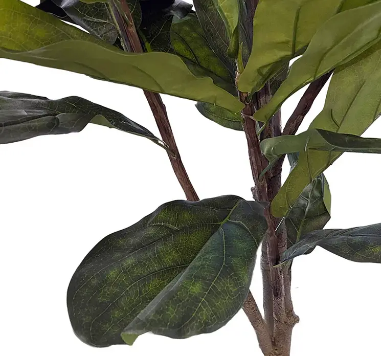 Figen træ også kaldet violinfigen kunstig træ af plast i sort potte 210cm closeup