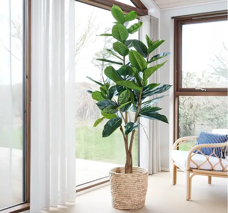 Figentræ af plast i grøn med sort potte, vist i stuemiljø med søgræskurv, kunstig plante