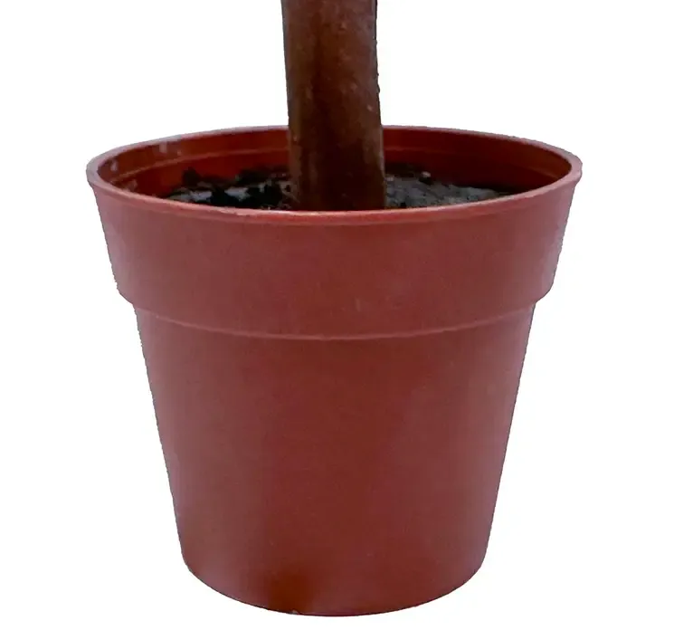 Kunstig oliventræ i potte af plast closeup 1