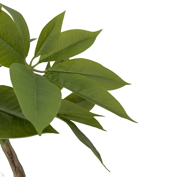 Paraplytræ også kaldet schefflera kunstig træ af plast i sort potte og grønne blade closeup