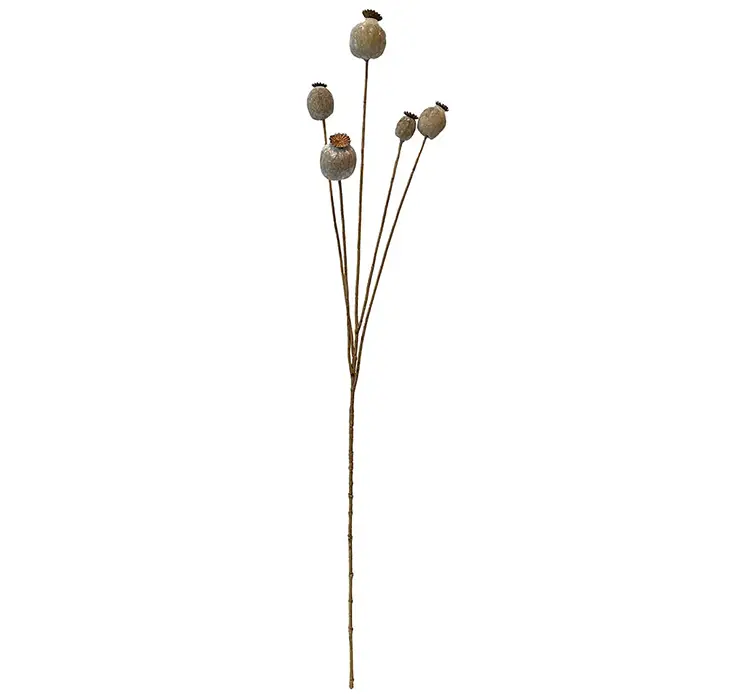 Valmuefrøkapsler tørret i beige