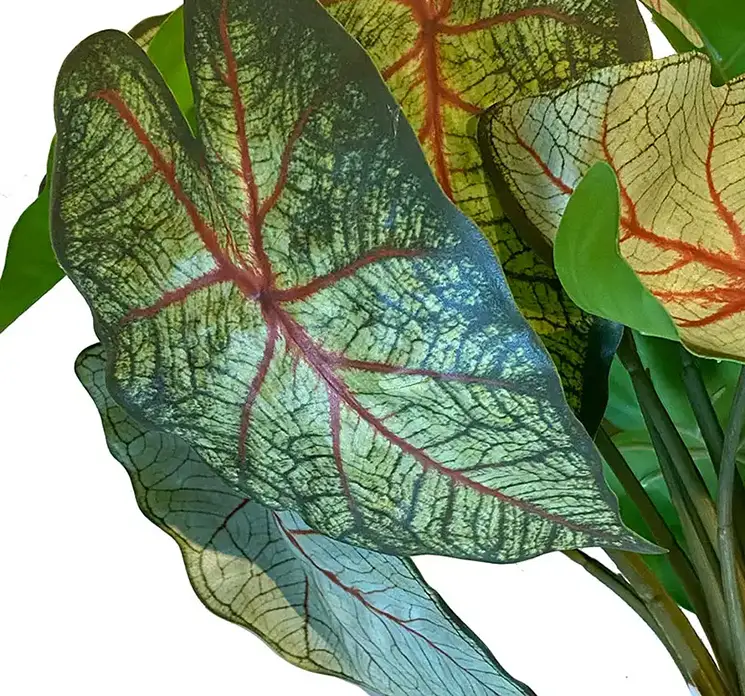Vandplante Caladium med rødder kunstig af plast i grøn 40cm closeup
