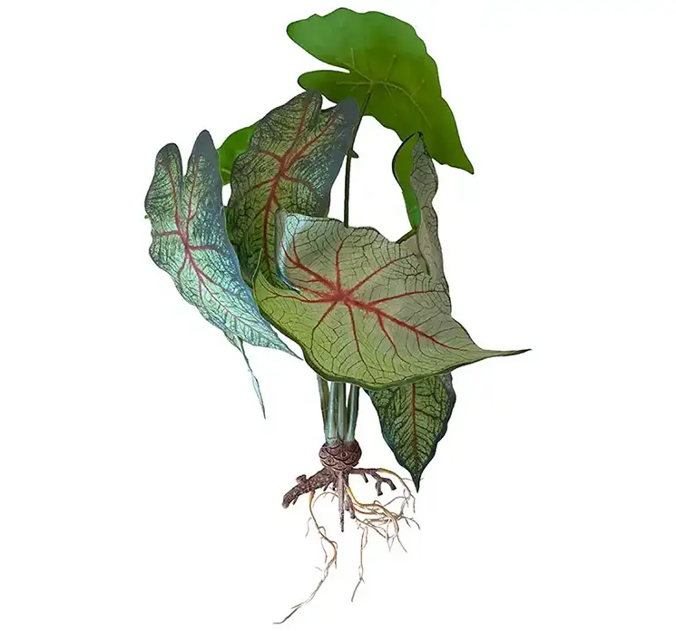 Vandplante Caladium med rødder kunstig af plast i grøn 40cm