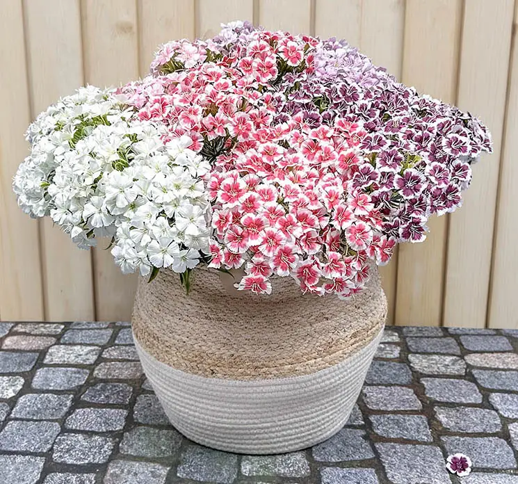 Nellike kunstig blomst af plast i lilla sat sammen i flettet kurv med flere nelliker i forskellige farver