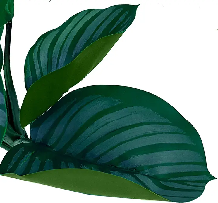 Calathea på stilk kunstig plante af plast i grøn 30cm closeup