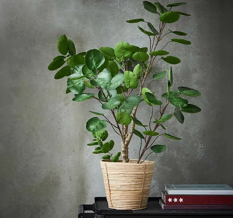 Kunstig aralia plante i sort potte af plast vist i miljø i lys krukke