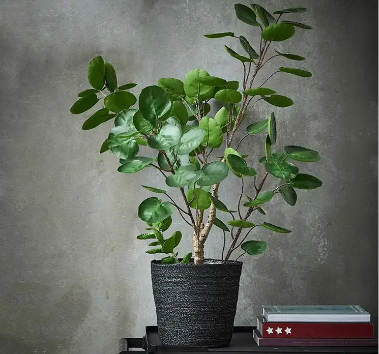 Kurv af søgræs i sort foret med plast vist med en kunstig aralia plante i stuemiljø