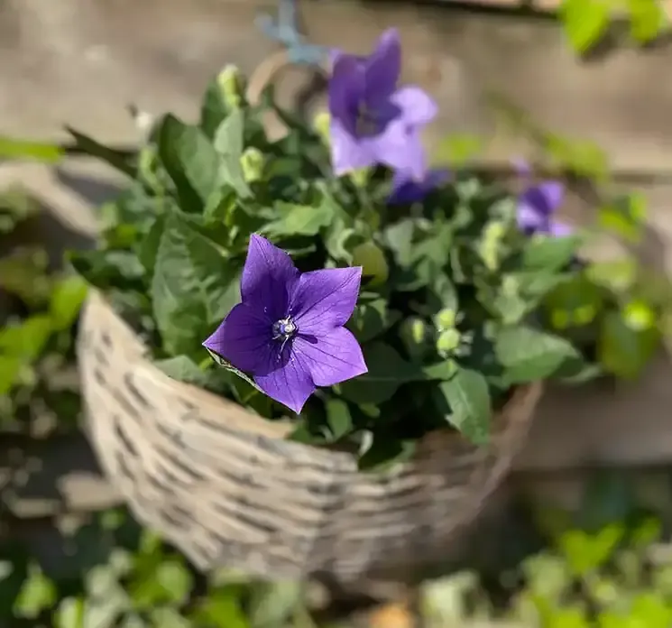 Kurv af pileflet til vægophæng naturfarvet vist på hegn med ægte blomst