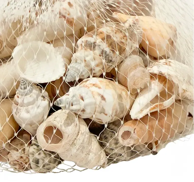 Strandskaller assorteret i net closeup