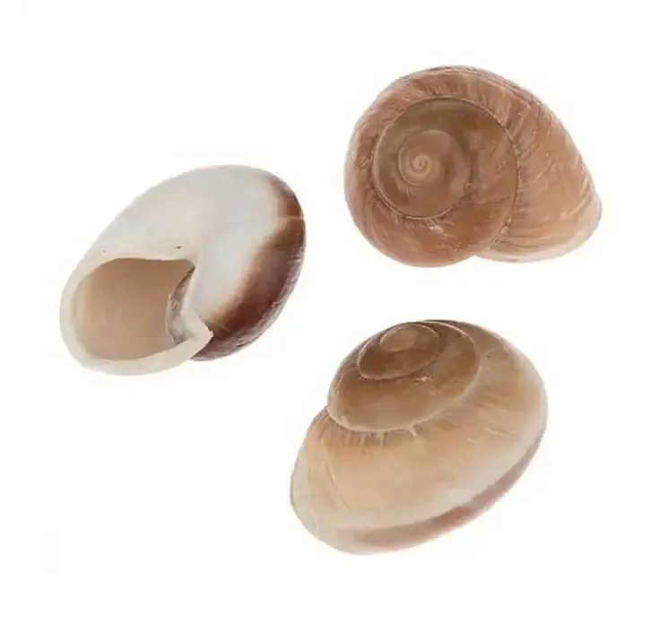 Ægte muslingeskaller i natur farvet