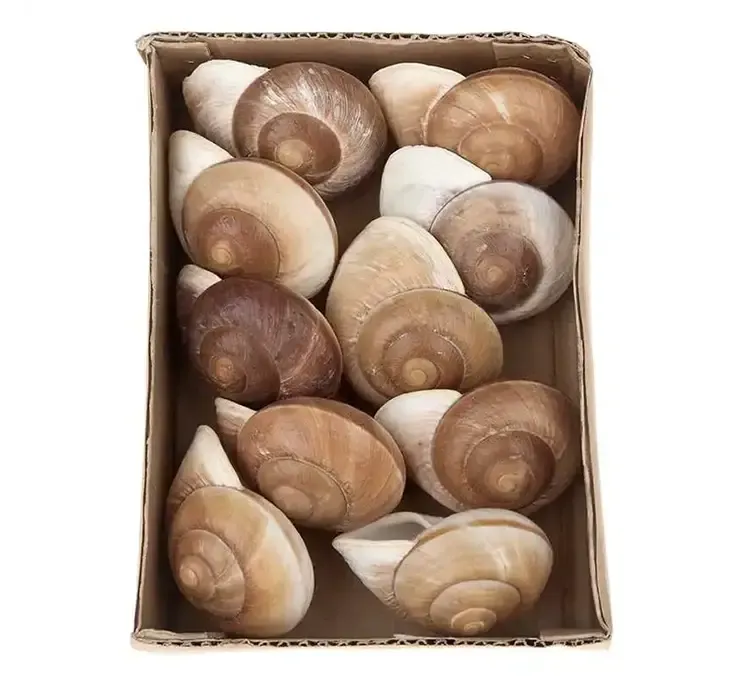 Ægte muslingskaller natur farvet