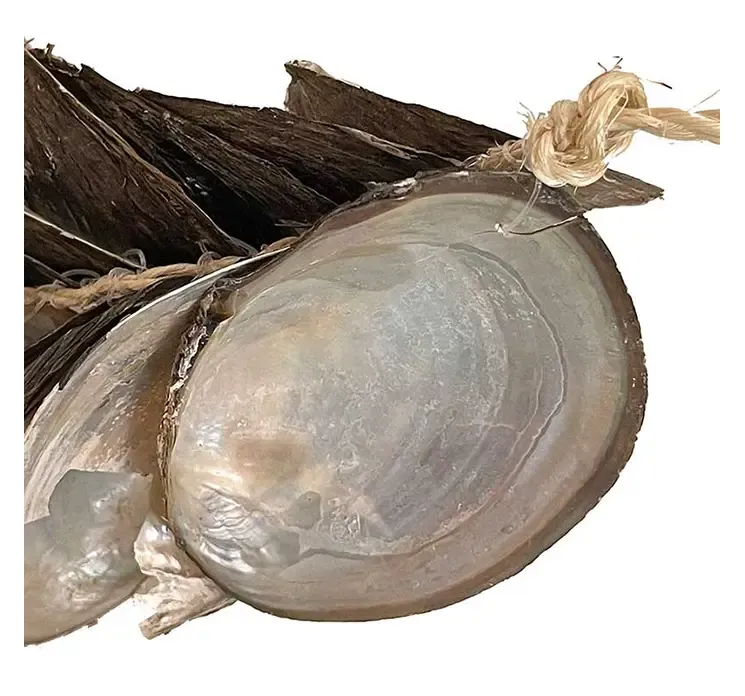 Muslingeskalle ranke på reb closeup