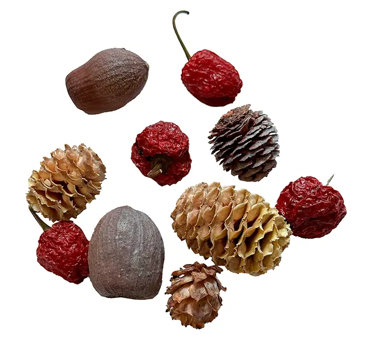 Mix tørrede kogler, blomster mm, leuacadendron net med 500 g closeup