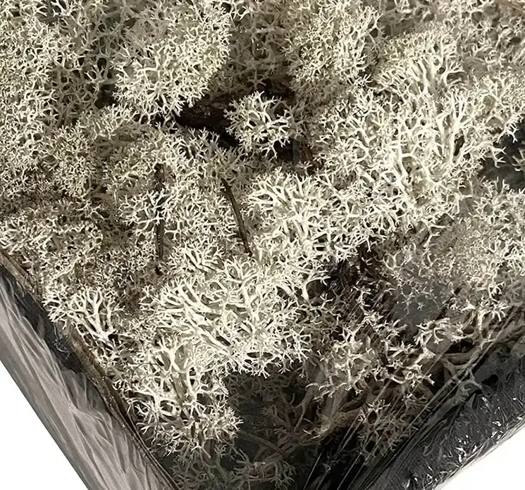Mos ægte i hvid i kasse med 500g closeup