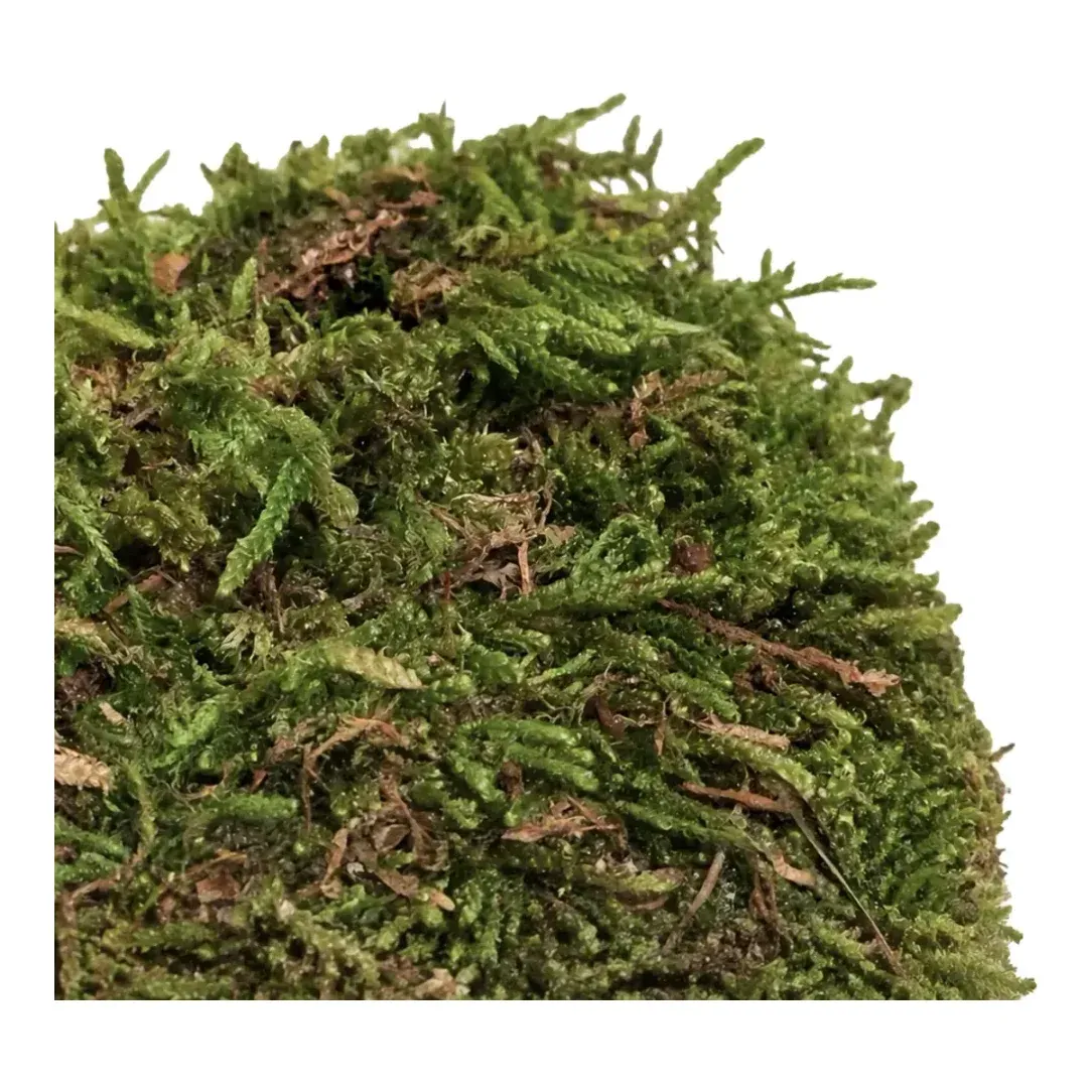 Mos ægte i naturfarvet grøn 100g closeup