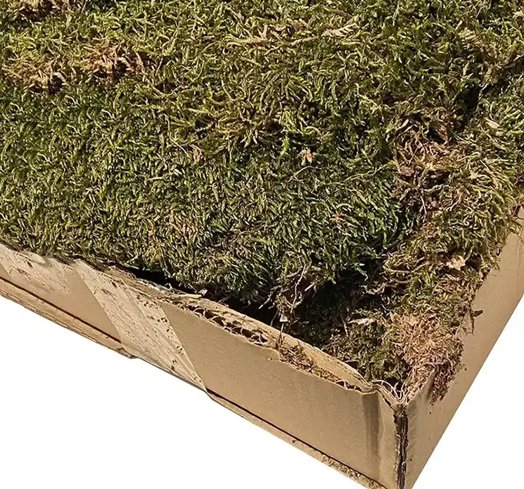 Mos fladt ægte i grøn i æske med 1kg closeup