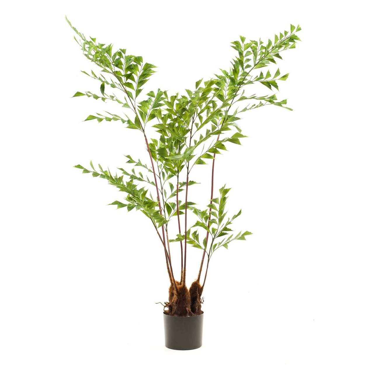 Palme Caryota 140cm 7 grene, kunstig plante - Brøndsholm