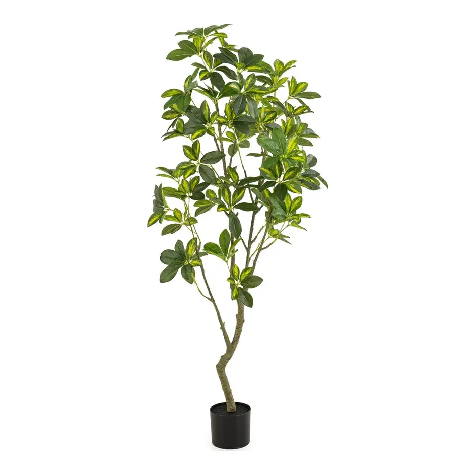 Kunstigt paraplytræ (Schefflera) 150 cm i grøn og gul med sort potte – Brøndsholm