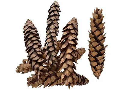 Ægte rødgran kogler