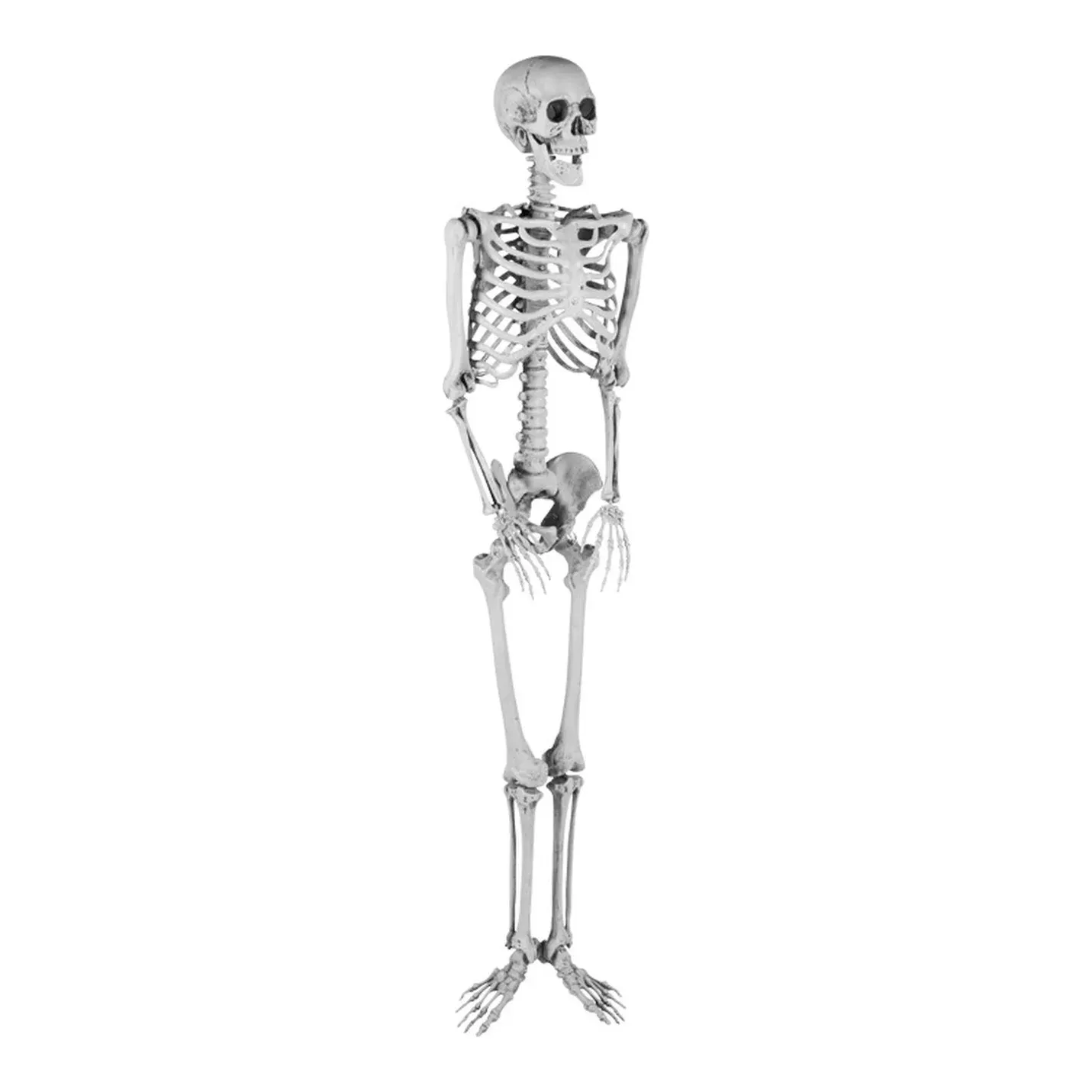 Skelet i plast 165cm til halloween dekoration – Brøndsholm