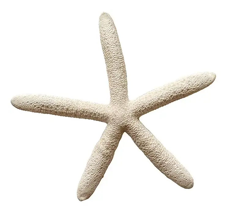 Søstjerne ægte tørrede i hvide 15-20cm, 8 stk pr pk closeup