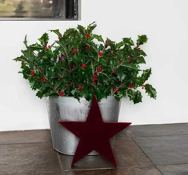 Stjerne af MDF med bordeaux velour vist stående på gulv