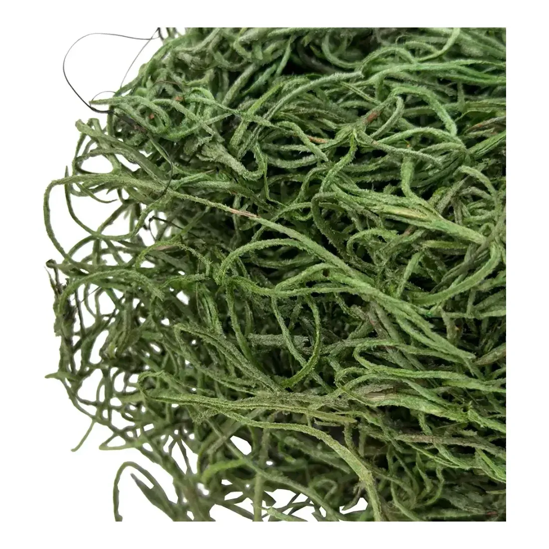 Tillandsia mos i æske ægte i grøn 30g closeup