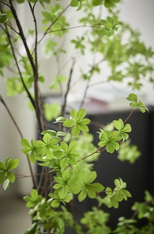 Brøndsholm - tropaeolum 210cm