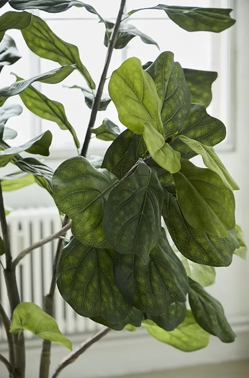 Brøndsholm - figentræ 210cm