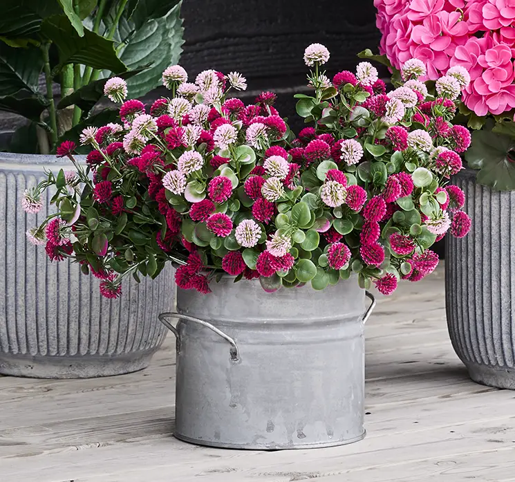 Tusindfryd også kaldet bellis kunstig blomst af af plast uv-beskyttet multi farvet her vist i fin zink spand på terrasse